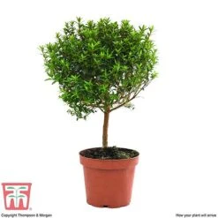 Myrtus Communis On Stem -Garden Plants Shop MYRT KB3776 E