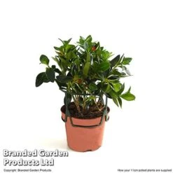 Nematanthus Gregarius -Garden Plants Shop NEMA GREGA11CM T49684