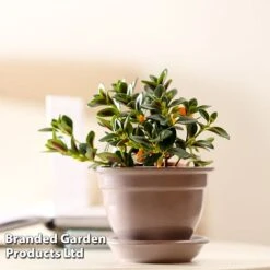 Nematanthus Gregarius -Garden Plants Shop NEMA GREGARIUS W48800