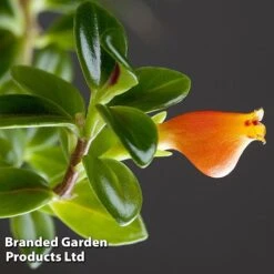 Nematanthus Gregarius -Garden Plants Shop NEMA GREGARIUS W48801