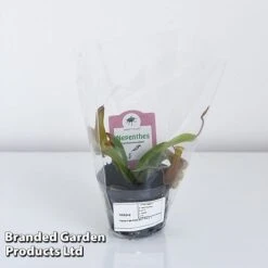 Nepenthes Alata -Garden Plants Shop NEPE ALATA9CM T44355