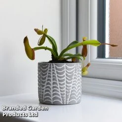 Nepenthes Alata -Garden Plants Shop NEPE ALATA T44360