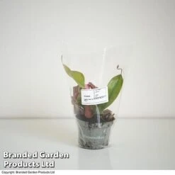 Nepenthes Hybrider 'Blood Red' -Garden Plants Shop NEPE BLOODR9CM T38961