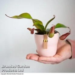 Nepenthes Hybrider 'Blood Red' -Garden Plants Shop NEPE BLOODRED T38966