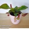 Nepenthes Hybrider 'Blood Red' -Garden Plants Shop NEPE BLOODRED T38968