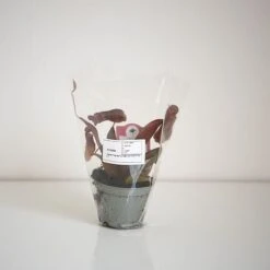 Nepenthes Sanguinea Hybrid 9 Nepenthes Sanguinea Hybrid -Garden Plants Shop NEPE SANGUI9CM T38951