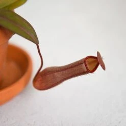 Nepenthes Sanguinea Hybrid 8 Nepenthes Sanguinea Hybrid -Garden Plants Shop NEPE SANGUINEA T38954
