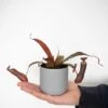 Nepenthes Sanguinea Hybrid 2 Nepenthes Sanguinea Hybrid -Garden Plants Shop NEPE SANGUINEA T38957