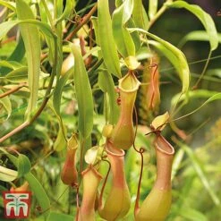 Nepenthes Alata -Garden Plants Shop Nepe31