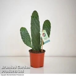 Opuntia Rubescens 'Consolea' -Garden Plants Shop OPUN CONSOLEA 2