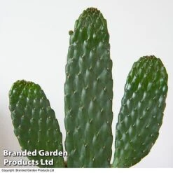 Opuntia Rubescens 'Consolea' -Garden Plants Shop OPUN CONSOLEA 3