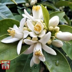 Bitter Orange 11 Bitter Orange -Garden Plants Shop ORAN BRIG L06951W C