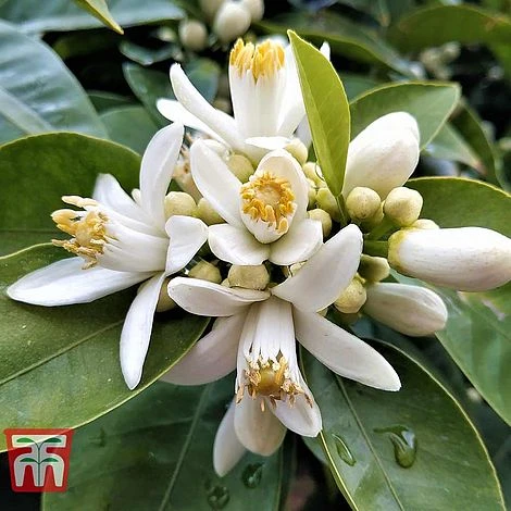 Bitter Orange 6 Bitter Orange - Image 4