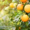 Sweet Orange (Citrus) -Garden Plants Shop ORAN CITRUSDUO L26974