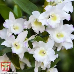 Orchid Apollon -Garden Plants Shop ORCH KB3778 C