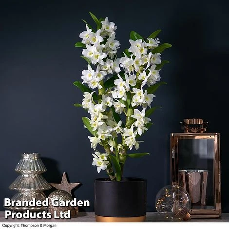 Orchid 'Star Class White' - Gift 3 Orchid 'Star Class White' - Gift