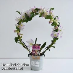 Dendrobium Nobile 'White Arch' -Garden Plants Shop ORCH WHITE12CM T45160E