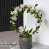Dendrobium Nobile 'White Arch' 1 Dendrobium Nobile 'White Arch' -Garden Plants Shop ORCH WHITEARCH T45161D