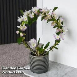 Dendrobium Nobile 'White Arch' -Garden Plants Shop ORCH WHITEARCH T45162C
