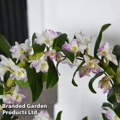 Dendrobium Nobile 'White Arch' -Garden Plants Shop ORCH WHITEARCH T45163B