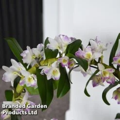 Dendrobium Nobile 'White Arch' -Garden Plants Shop ORCH WHITEARCH T45164A