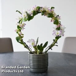 Dendrobium Nobile 'White Arch' -Garden Plants Shop ORCH WHITEARCH T45165G