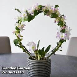 Dendrobium Nobile 'White Arch' -Garden Plants Shop ORCH WHITEARCH T45166F