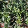 Osmanthus Delavayi -Garden Plants Shop OSMA T63584 A