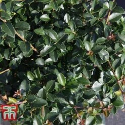 Osmanthus Delavayi -Garden Plants Shop OSMA T63584 D