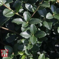 Osmanthus Delavayi -Garden Plants Shop OSMA T63584 E