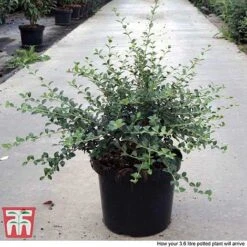 Osmanthus Delavayi -Garden Plants Shop OSMA T63584 F1