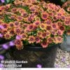 Osteospermum 'Dazzling Duo' -Garden Plants Shop OSTE PURPLESUN T26156
