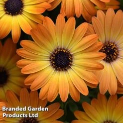 Osteospermum 'Dazzling Duo' -Garden Plants Shop OSTE SERENSUNS S26077