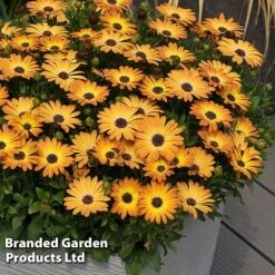 Osteospermum 'Dazzling Duo' -Garden Plants Shop OSTE SERENSUNS S26078