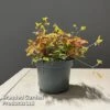 Oxalis Triangularis 'Sunset Yellow' 1 Oxalis Triangularis 'Sunset Yellow' -Garden Plants Shop OXAL SUNSETYEL S50742