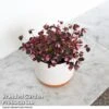 Oxalis Triangularis 'Vulcan Pink' 2 Oxalis Triangularis 'Vulcan Pink' -Garden Plants Shop OXAL VULCANPIN T52506