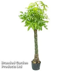Pachira Aquatica Tree With Braided Stem -Garden Plants Shop PACH AQUATICAT W48808