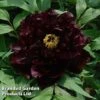 Tree Peony 'Chu Wu' -Garden Plants Shop PAEA KC9581A
