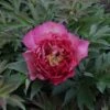 Peony 'Hillary' -Garden Plants Shop PAEO T74182 A h