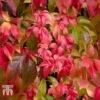 Parthenocissus Quinquefolia -Garden Plants Shop PART T58015 B