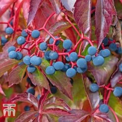Parthenocissus Quinquefolia -Garden Plants Shop PART T58015 C