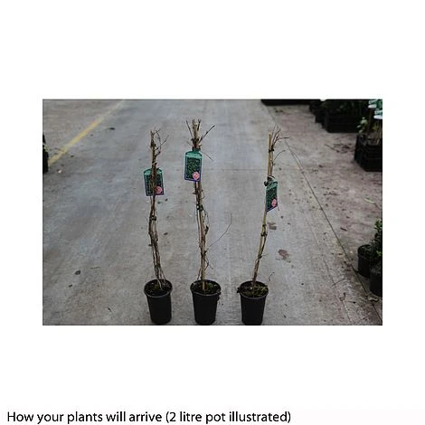 Parthenocissus Quinquefolia 'Engelmannii' 4 Parthenocissus Quinquefolia 'Engelmannii' - Image 2