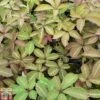 Parthenocissus Henryana -Garden Plants Shop PART TKA0947 A