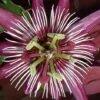 Passiflora 'Violacea Victoria' -Garden Plants Shop PASS T67378 A h