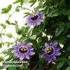 Passiflora 'Purple Haze' -Garden Plants Shop PASS PURPHAZE L44013