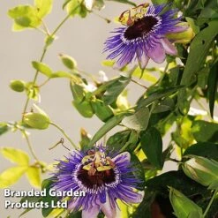 Passiflora 'Purple Haze' -Garden Plants Shop PASS PURPLEHAZ L43580