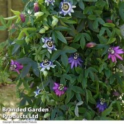 Passiflora Collection -Garden Plants Shop PASS TRIO T44027