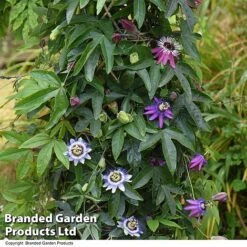 Passiflora Collection -Garden Plants Shop PASS TRIO T44029