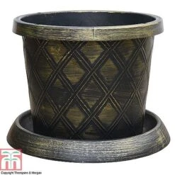 Agapanthus Midnight Cascade Collection -Garden Plants Shop PATI T56850P B1