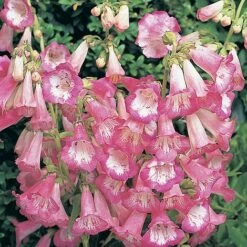 Penstemon 'Appleblossom' 5 Penstemon 'Appleblossom' -Garden Plants Shop PENS T64480 A h